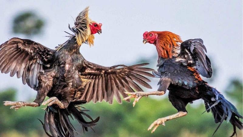 Hướng dẫn cách chơi đá gà Sv88 