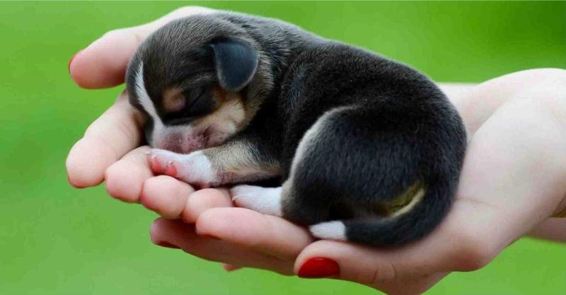 cach nuoi cho con cho nguoi moi Mơ thấy chó mực đánh số mấy?