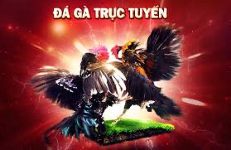 images 48 Game đá gà trực tuyến hay