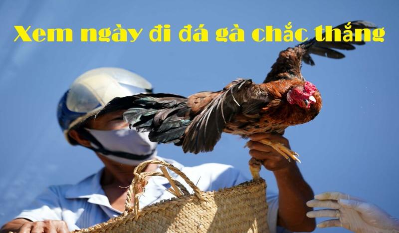 xem ngay di da ga Coi ngày đá gà - Lựa chọn ngày tốt để đá gà ngay